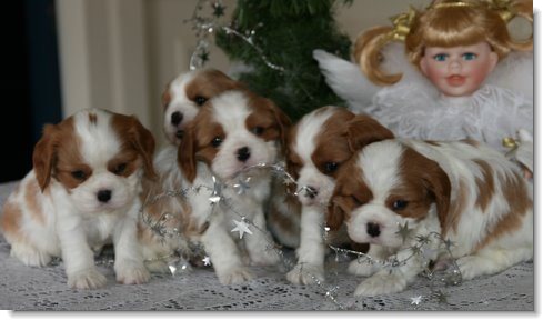 Christmas Puppies! Christmas Puppies!
