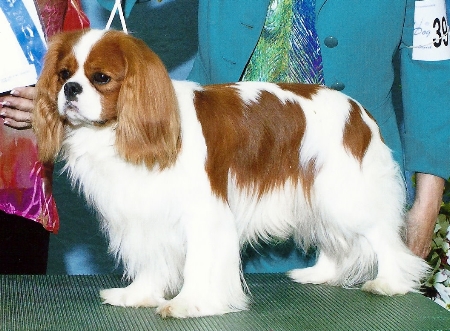 theo-holland2
